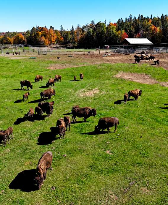 Terre des bisons