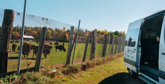 Terre des bisons