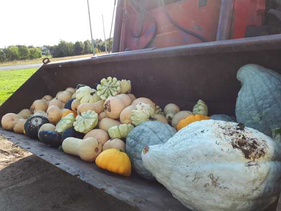 Courges de la Cabane à sucre Côte-à-Joly