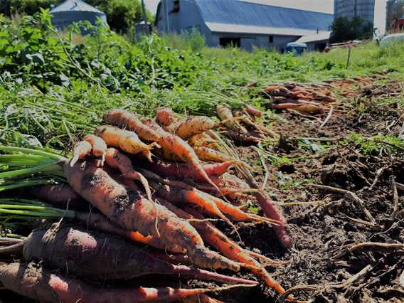 Carottes de la Cabane à sucre Côte-à-Joly