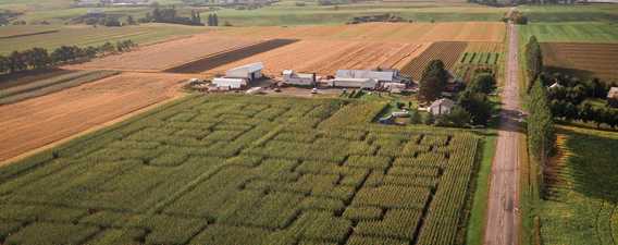 The big corn maze at Ferme Guy Rivest