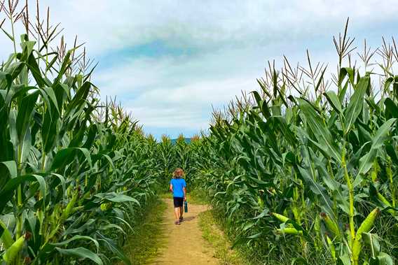 Le Grand Labyrinthe de Lanaudière à la Ferme Guy Rivest