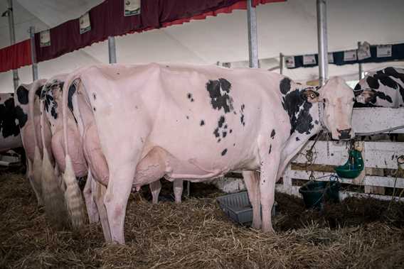 Exposition agricole régionale Rive-Nord