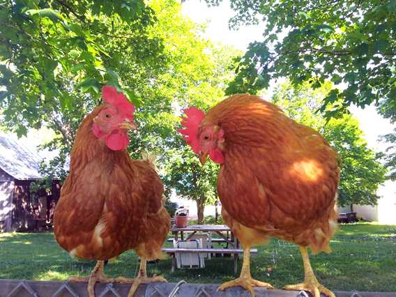 Poules au gîte Chêne et capucine
