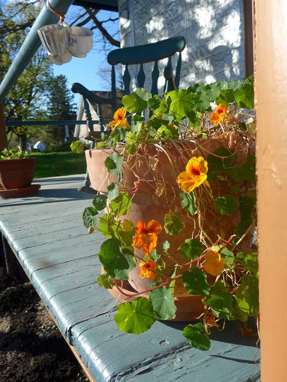 Pot de fleur sur la terrasse du Gîte Chêne et Capucine