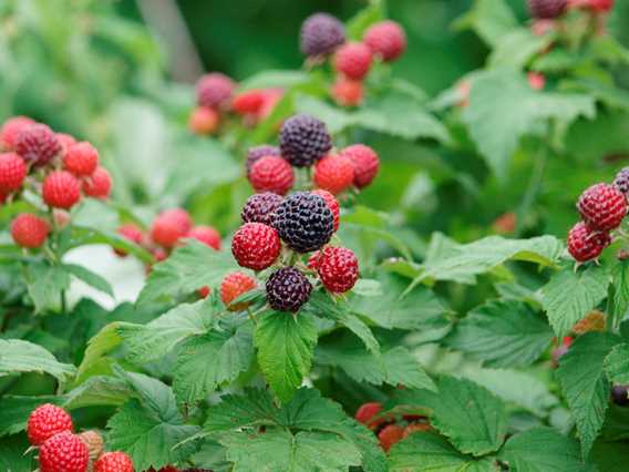 Fraises Gaétan Roy