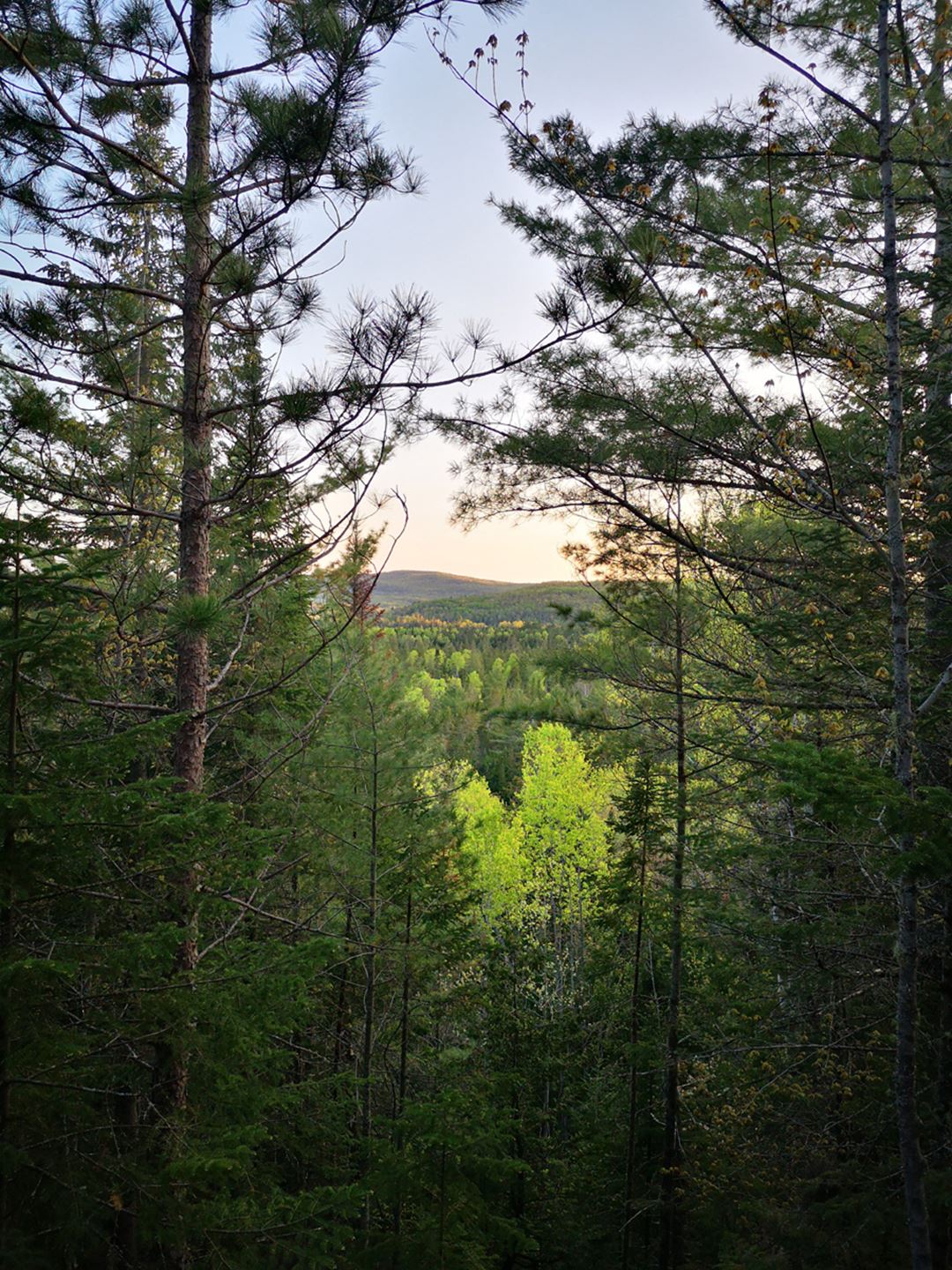 Vue de la forêt de chez Sow