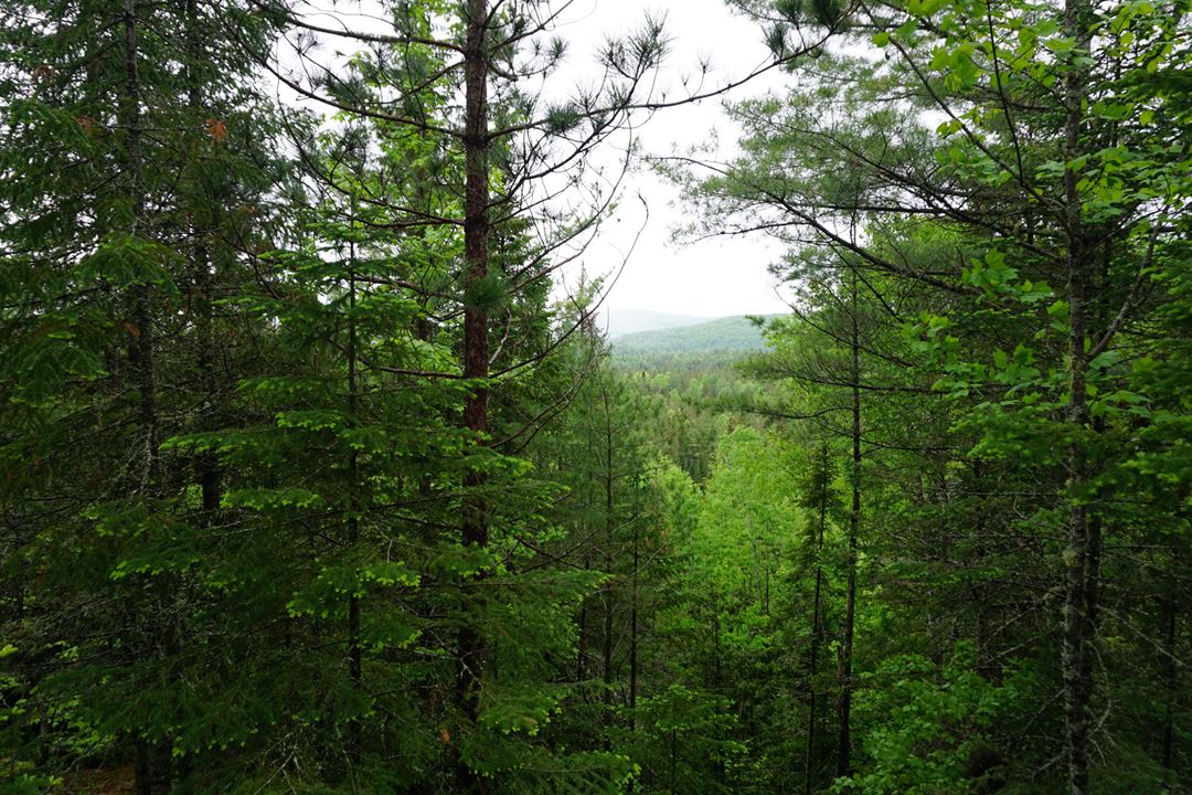 Vue de la forêt de chez Sow