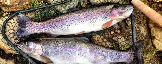 Rainbow trout