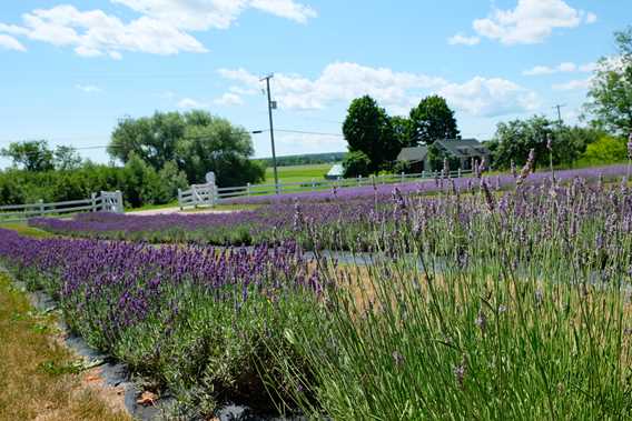 Les Jardins Arômes et Saveurs