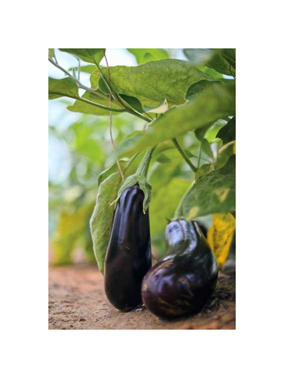 Eggplant at Enracinés