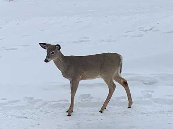 Deer at the cottage JMJ Grand Héron