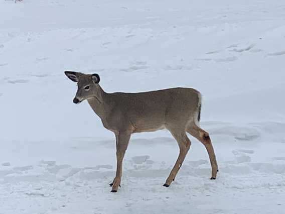 Chevreuil au chalet JMJ Grand Héron