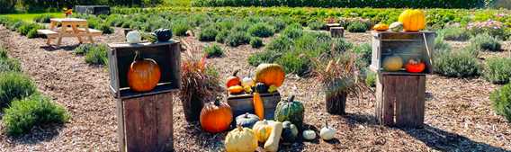 Citrouilles et Cie