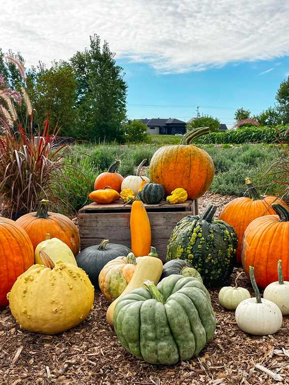 Citrouilles et Cie