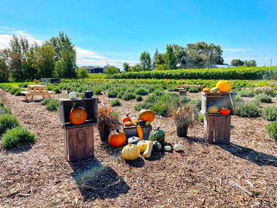 Citrouilles et Cie