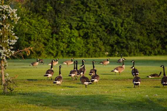 Golf Le Versant