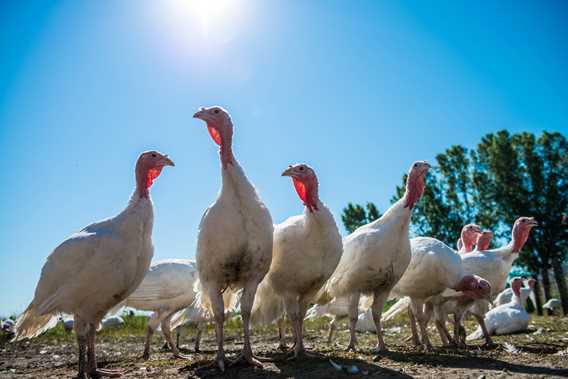 Geese of Ferme Saint-Vincent