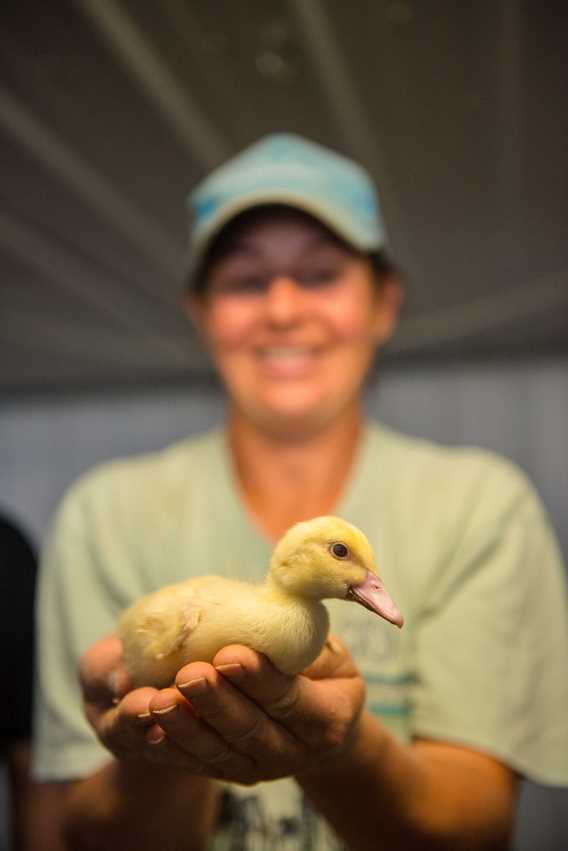 Duck of Ferme Saint-Vincent