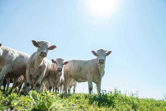 Vaches de la Ferme Saint-Vincent