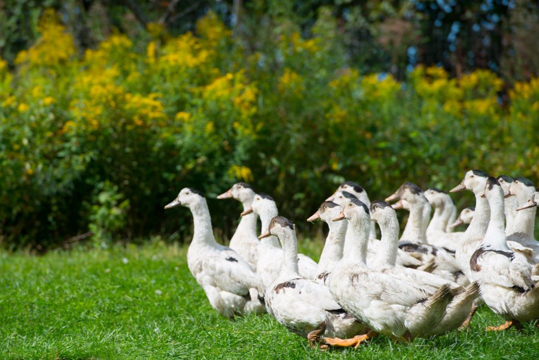 Canards Maurel-Coulombe