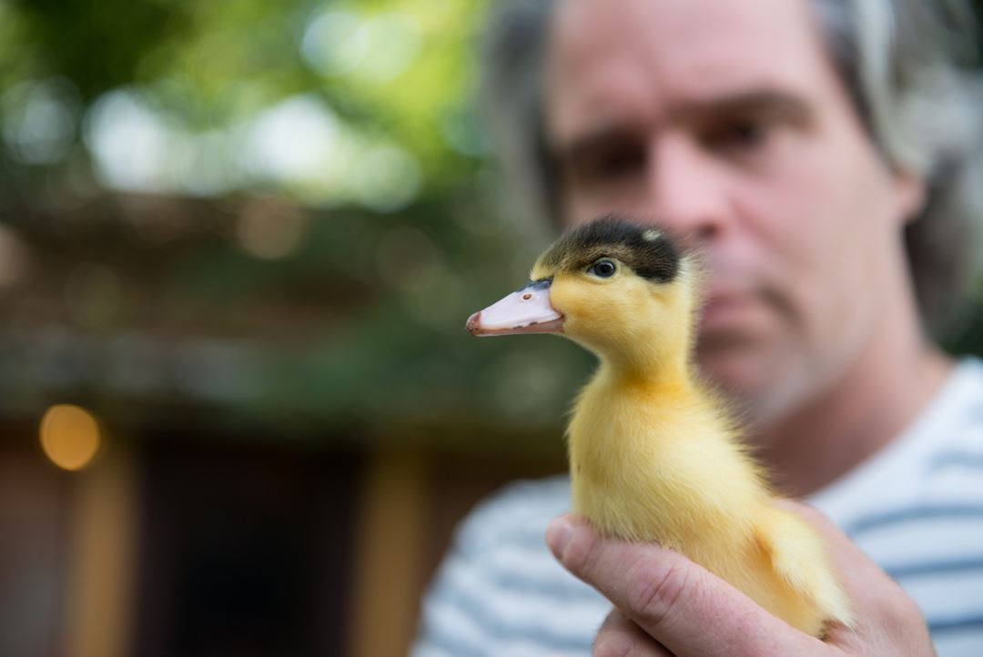 Canards Maurel-Coulombe