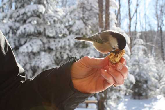 Bird in winter Parc régional de la forêt Ouareau