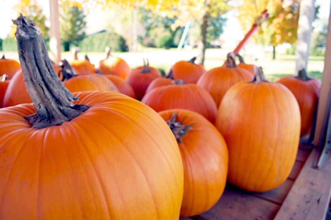 ferme-richard-desmarais-pumkins