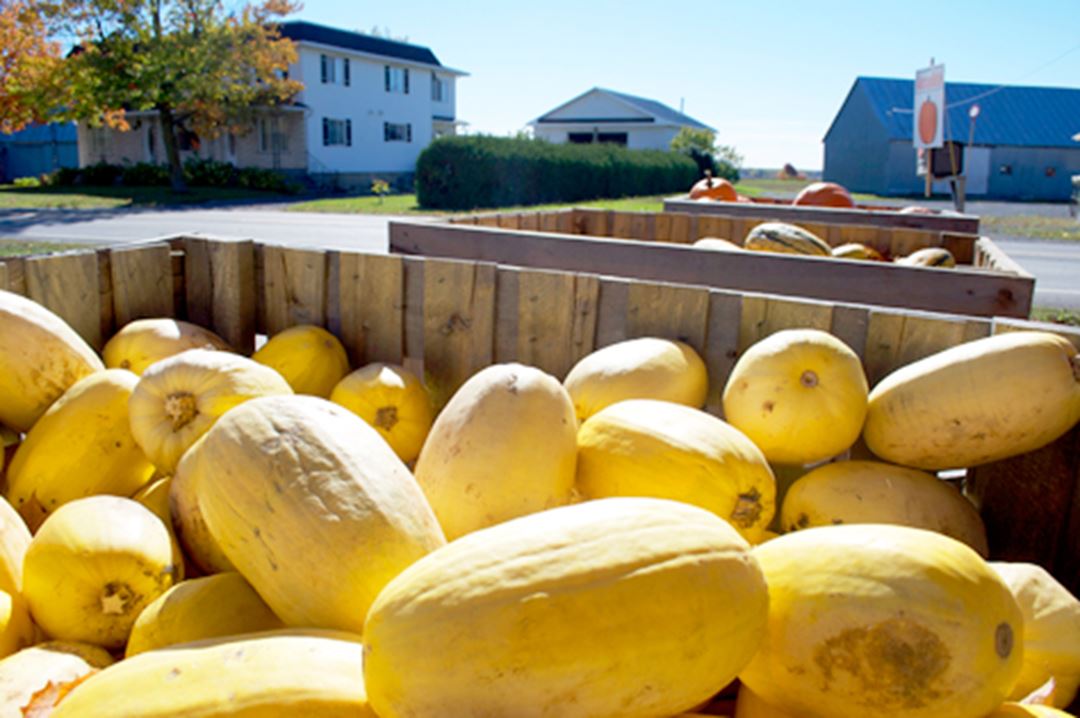 ferme-richard-desmarais-squach-stand