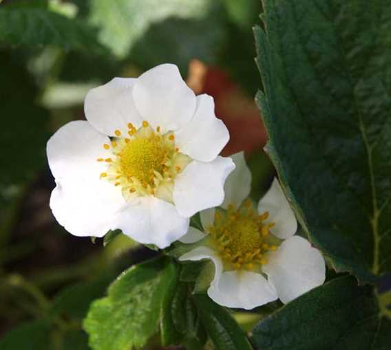 Fraises Gaétan Roy