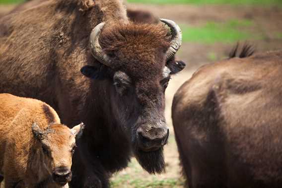 La Terre des Bisons