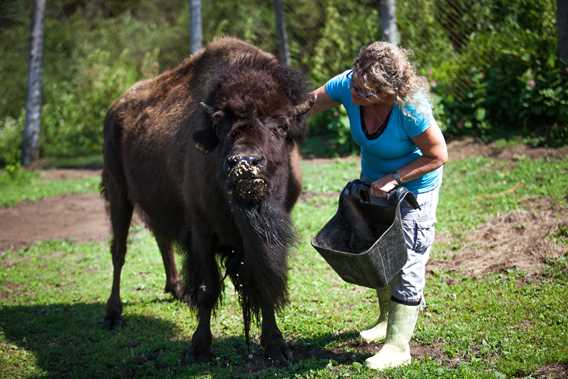La Terre des Bisons
