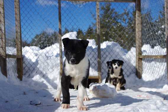 evasion-nature-expedition-k9-dogsledding