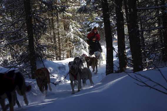 evasion-nature-expedition-k9-chiens-traineau