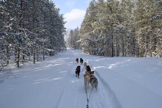 evasion-nature-expedition-k9-dogsledding