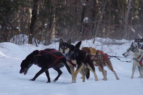 evasion-nature-expedition-k9-dogsledding