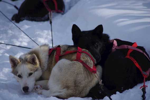 evasion-nature-expedition-k9-dogsledding