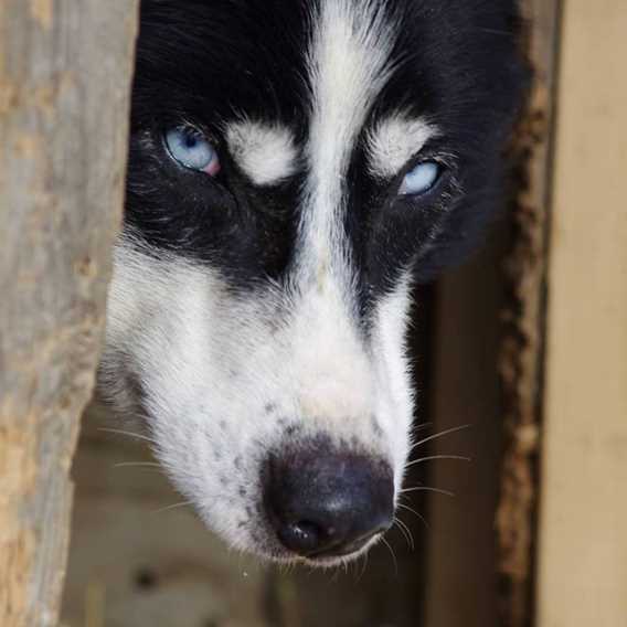 evasion-nature-expedition-k9-chiens-traineau