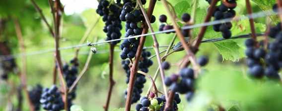 Vineyards of Vignoble Saint-Thomas