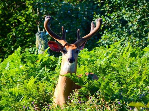 Cerf de Virginie