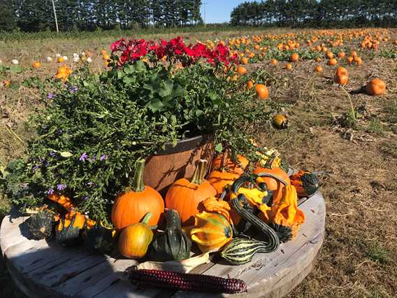 Pumpkins at Bleuetière Asselin