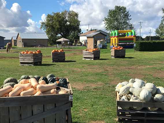 Pumpkins and squash at Bleuetière Asselin