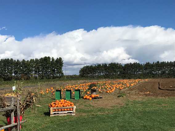 Pumpkin fields at Bleuetière Asselin