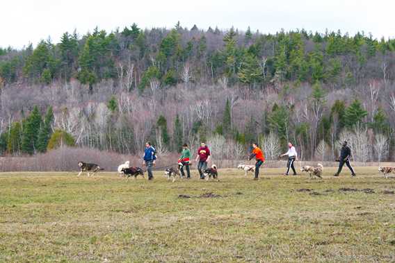 Canicross in group at Kinadapt