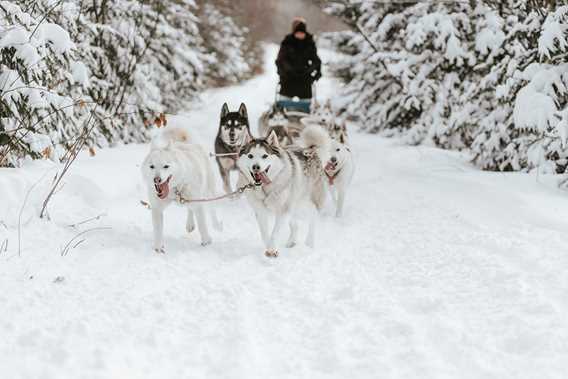 Dogsledding at Kinadapt