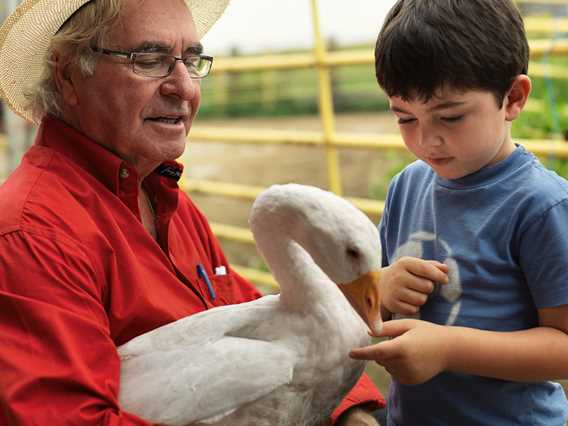 Duck of Ferme Saint-Vincent