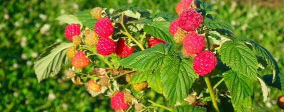 Framboises de la Bleuetière Royale