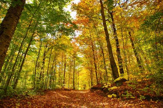 Les Sentiers du Lac en Coeur in fall