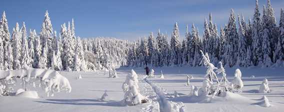Ski de fond - Sentiers municipaux de Saint-Donat