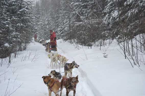 evasion-nature-expedition-k9-chiens-traineau